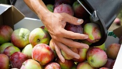 В Ставропольском крае собрали уже более 33 тонн яблок