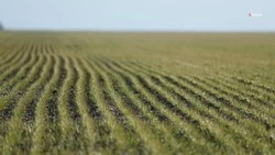 Почти 40% яровых культур засеяли на Ставрополье 