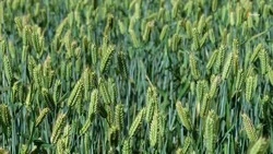 Ставропольские аграрии в 2021 году экспортировали продукцию в 65 стран мира