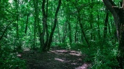 Жители Ставрополя заметили вырубку деревьев на частном участке