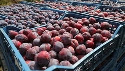 Ставропольские садоводы собрали более 1 тыс. тонн слив