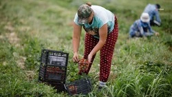 Меры по предоставлению льготных кредитов для аграриев расширили на Ставрополье 