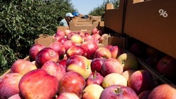 Садоводы Ставрополья в 2022 году отмечают рекорд в сборе яблок