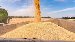 Отгрузку пшеницы и меслина из Ставропольского края в Грузию нарастили почти в 15 раз