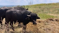 Дорогу к буйволиной ферме построят в Александровском округе