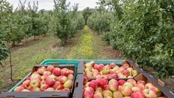 Два крупных инвестпроекта в аграрной сфере реализуют на Ставрополье
